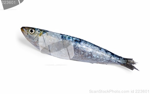 Image of Sardine