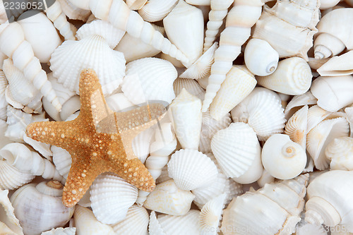 Image of Seashell Beauty