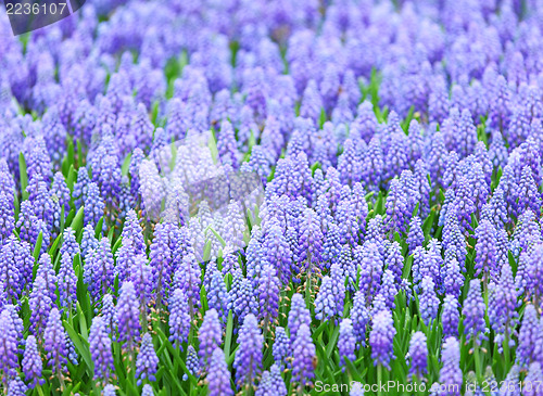 Image of Muscari botryoides