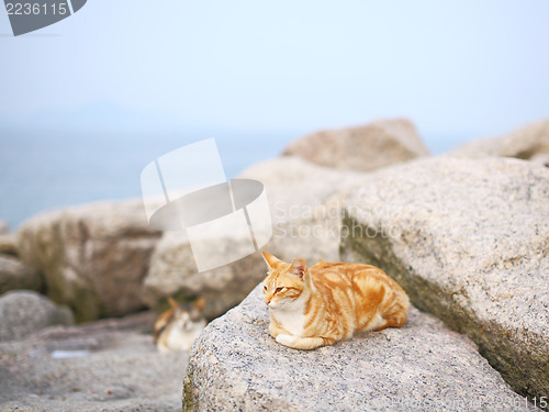 Image of Cat on the rock 