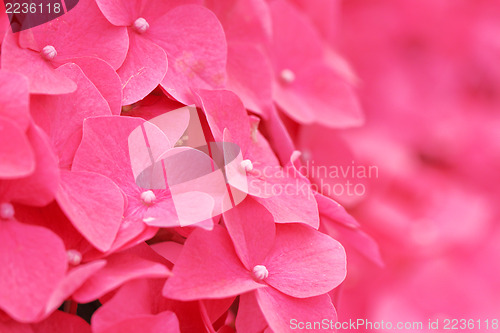 Image of Pink hydrangea flower close up 