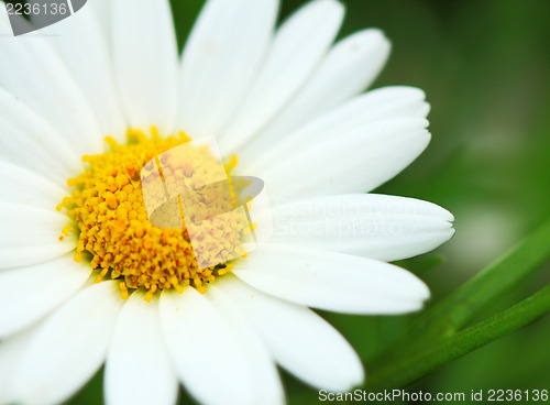 Image of White chrysanthemum 