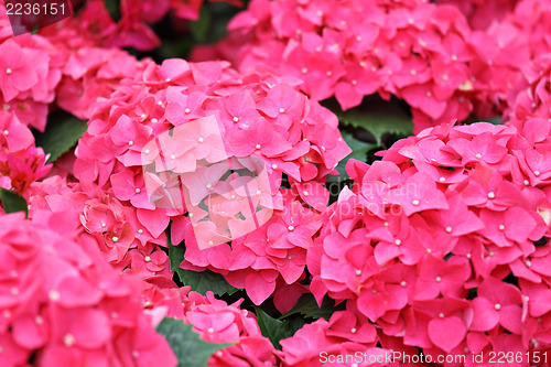 Image of Pink hydrangea flower 