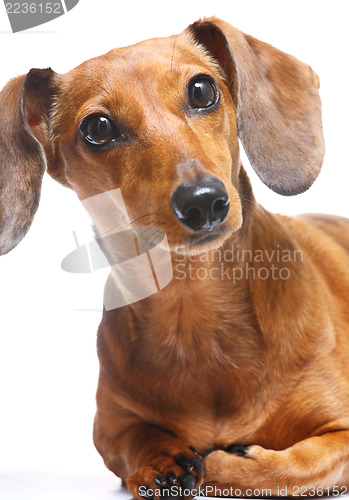 Image of Dachshund dog