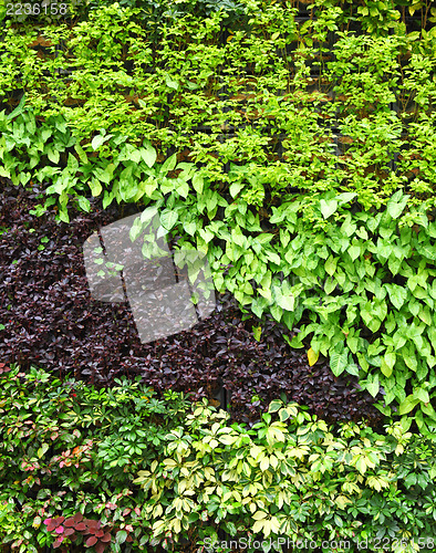 Image of Plant wall 