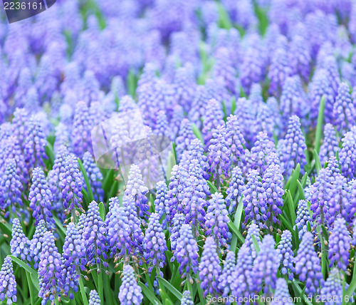 Image of Muscari botryoides