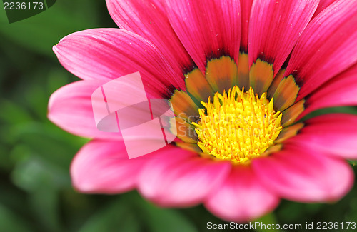 Image of Pink flower close up