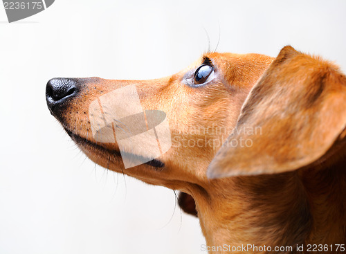 Image of Dachshund dog 