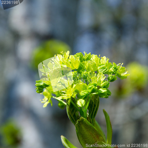 Image of Detail of maple blossom