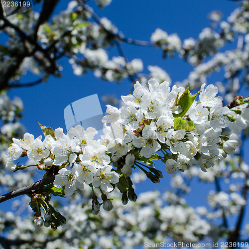 Image of White cherry blossom at blue sky