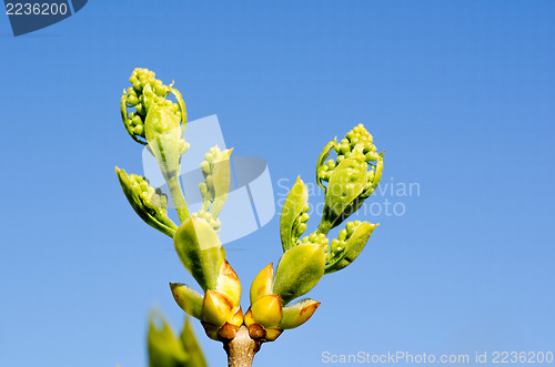 Image of Lilac buds at blue sky