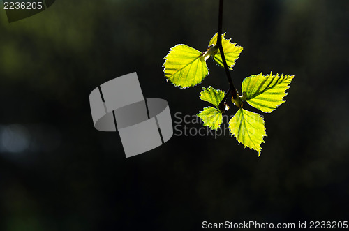 Image of New birch leaves in back light