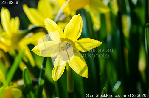 Image of Garden Lent Lily