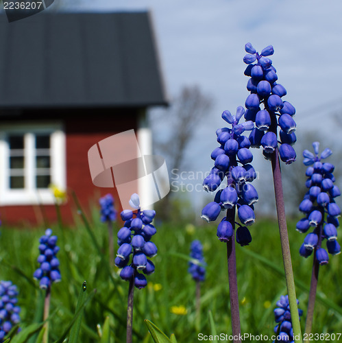 Image of Blue garden flowers