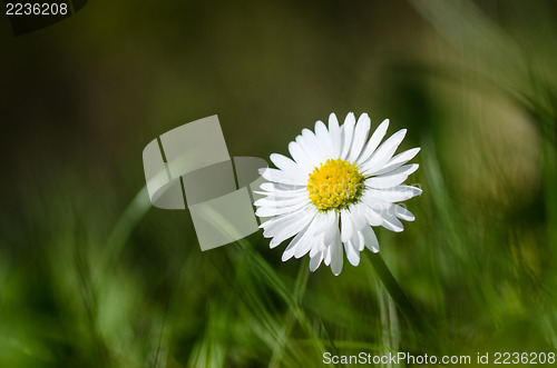 Image of Common daisy closeup