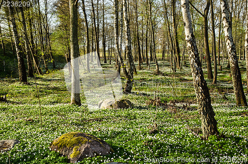 Image of Wood anemone blossom