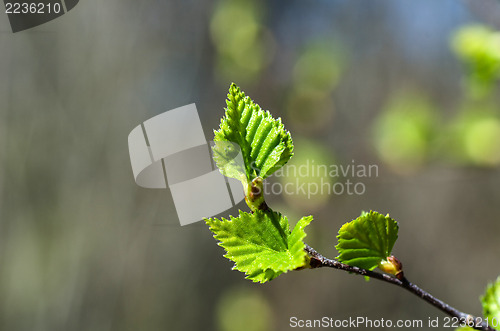 Image of New birch leaves