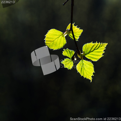 Image of New birch leaves portrait