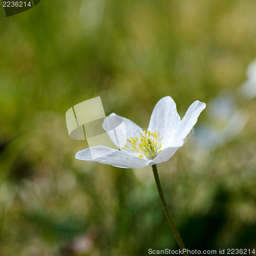 Image of Wood anemone portrait