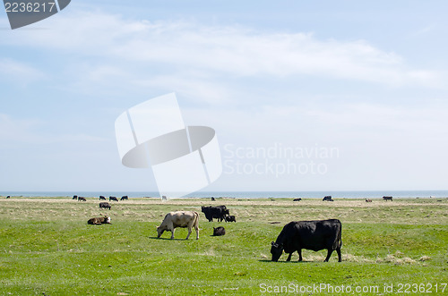 Image of Grazing cattle at coast