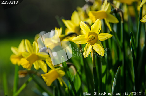 Image of Yellow garden bed