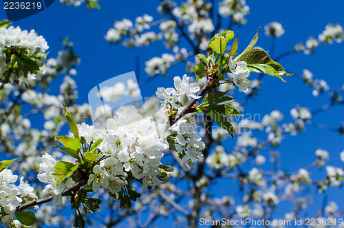 Image of Twig of cherry blossom