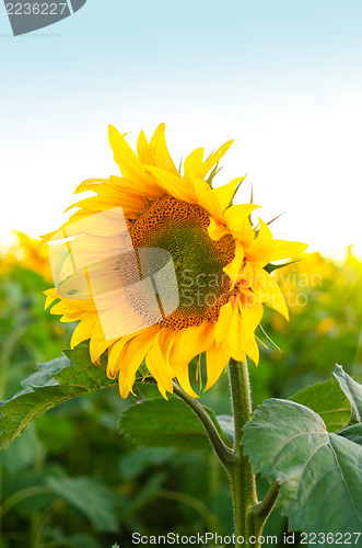 Image of sunflowers