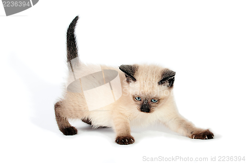 Image of Playful siamese kitten 