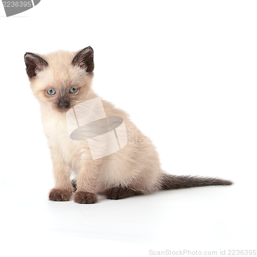 Image of Siamese kitten