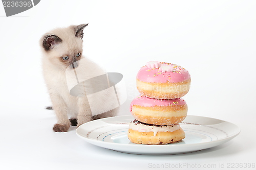Image of Siamese kitten looking