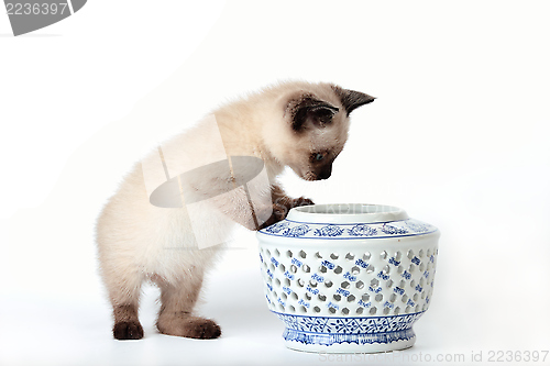 Image of Siamese kitten snooping