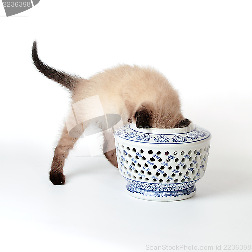Image of Siamese kitten playing