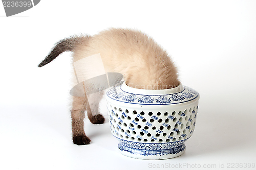 Image of Siames kitten playing