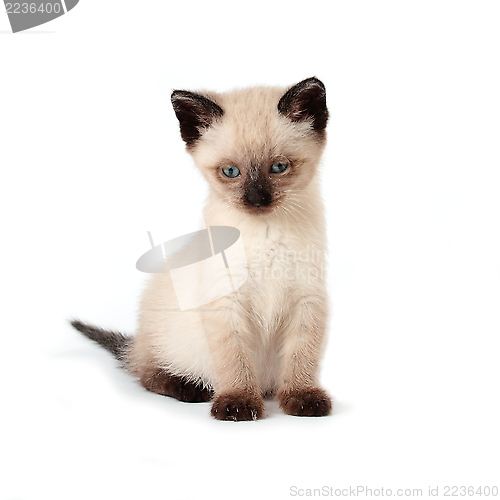 Image of Siamese kitten 