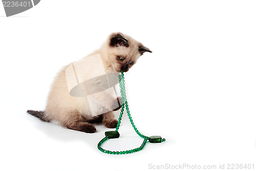 Image of siamese kitten playing