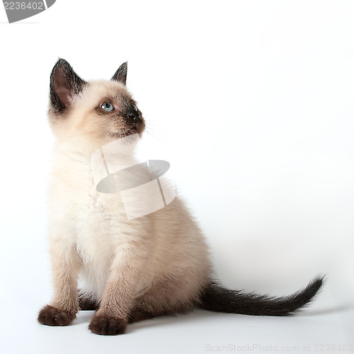Image of Siamese kitten