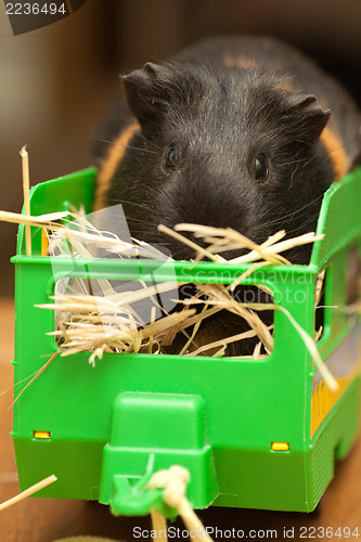 Image of Guinea pig on hay in trailer