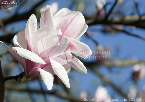 Image of Magnolia flower
