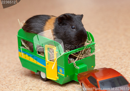 Image of Guinea pig in trailer