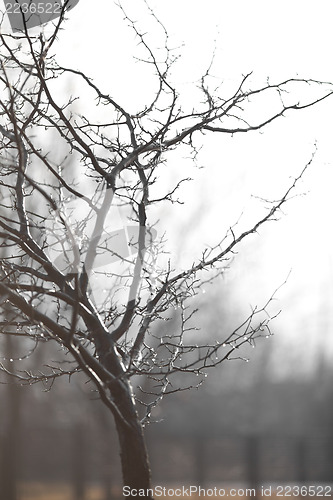 Image of Portrait of tree after rain