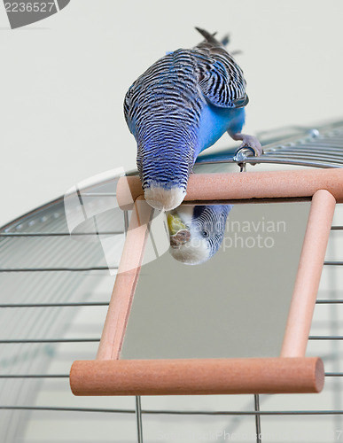 Image of Budgie and a mirror