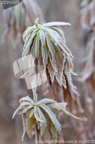 Image of Frozen plants. Frost on leaves.