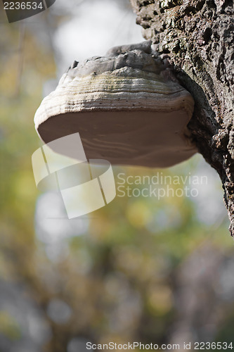 Image of Burl on tree