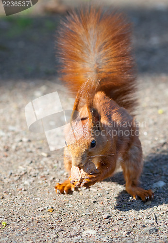 Image of Red squirrel with nut