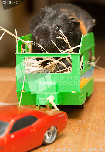 Image of Guinea pig in trailer