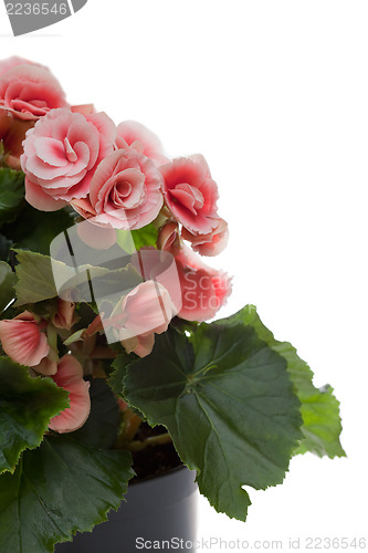 Image of Begonia