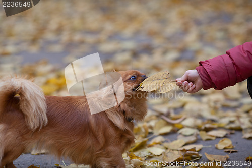 Image of Boy plays with a pekingese by leaf