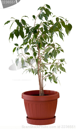 Image of Ficus tree in flowerpot