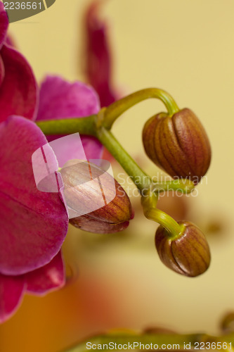 Image of Pink phalaenopsis