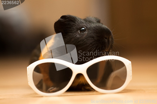 Image of Guinea pig with glasses